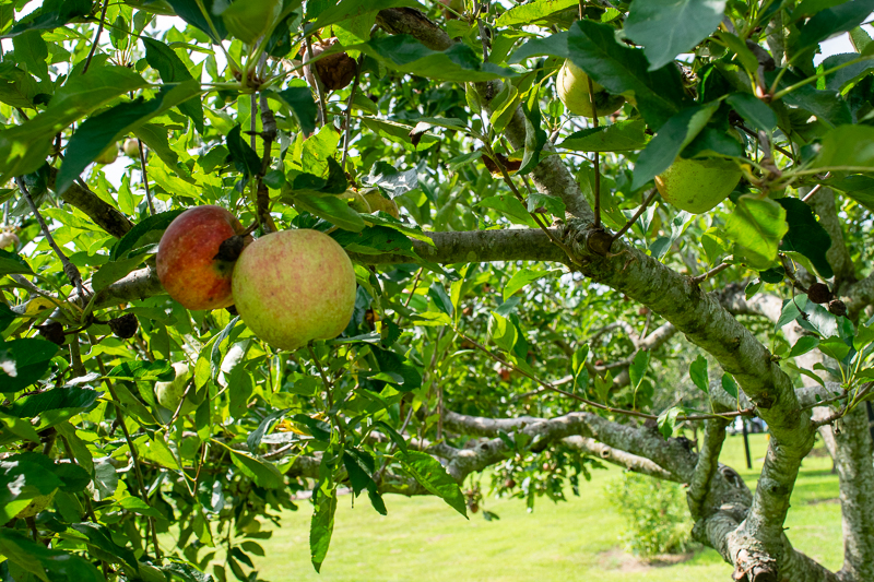 Eating in season: August