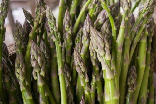 Featured | Snead’s Asparagus